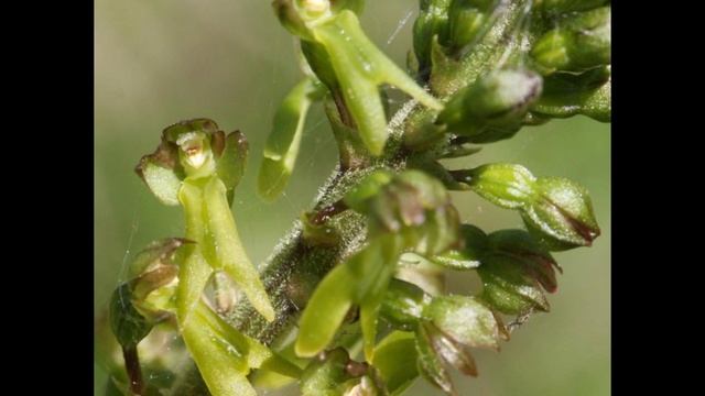 ГНЕЗДОВКА (NEOTTIA) сем. Орхидные смотреть онлайн