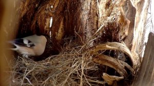 гнездо снегиря в старом дереве