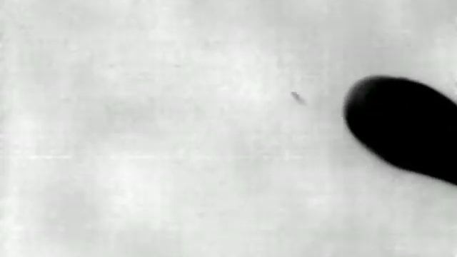 уховёртка в тепловизоре / thermal imaging of the earwig смотреть онлайн