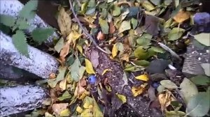 Слива и Персик из косточки.