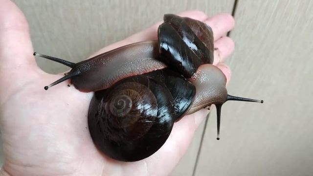 Мои тарелочки)). Эксы.