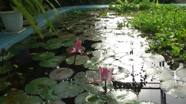 Ботанический сад в Ставрополе. Красивое и прекрасное место для отдыха и фотосессий на природе смотреть онлайн