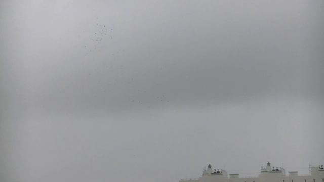 Птицы сбиваются в стаи и кружат на домом в Подольске. Кутузово. Записки ветврача орнитолога. Октябрь смотреть онлайн