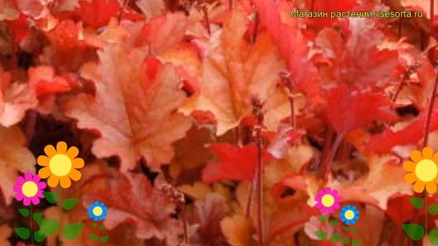 Гейхера гибридная Пич Фламбе. Краткий обзор, описание характеристик, где купить саженцы смотреть онлайн