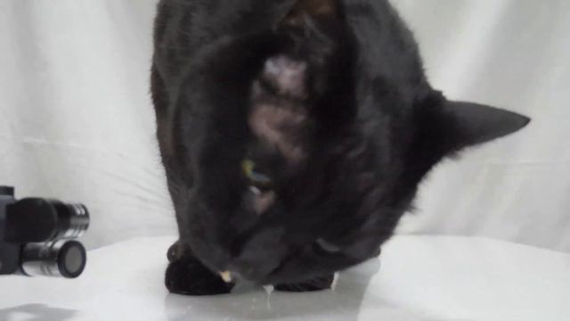 【ASMR】サクサクフリーズドライチキンを唸りながら食べる猫🐈⬛🐈🎧 смотреть онлайн
