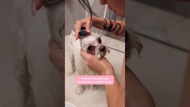 Как правильно использовать шампунь и кондиционер для собак? смотреть онлайн