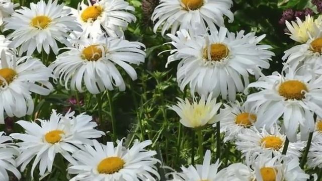 Нежная садовая ромашка в вашем саду смотреть онлайн