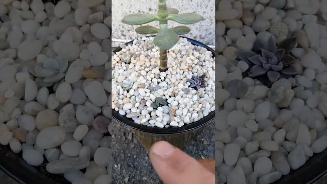 Толстянка мелколистная. Маленький садик смотреть онлайн