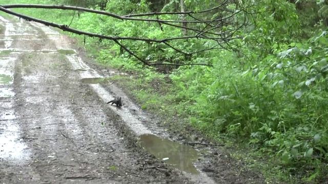 Норка в дикой среде обитания