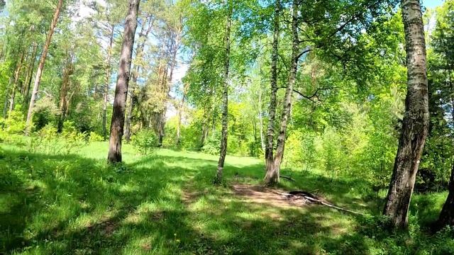 Установка кроновых ловушек на бронзовок. смотреть онлайн