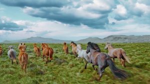 Лошади скачут в поле  очень красиво