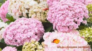 Гортензия крупнолистовая Доппио Нувола ? обзор: как сажать, саженцы гортензии Доппио Нувола