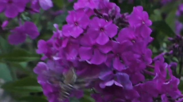 Обыкновенный соловей КУ) An ordinary nightingale.The best bird song) смотреть онлайн