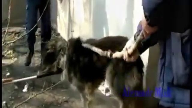 Человеческая сторона людей. Моменты когда собак спасали люди. смотреть онлайн
