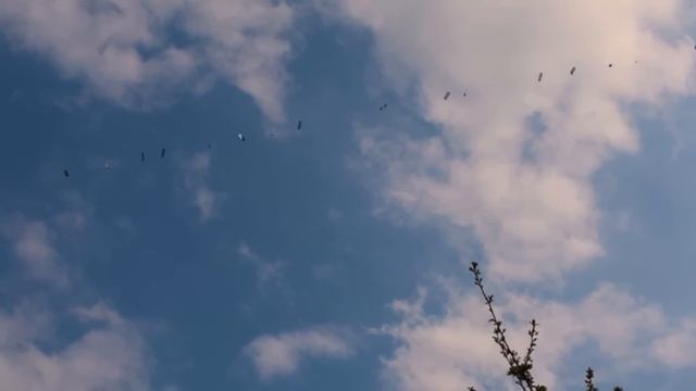 Starlink Satellites train seen in the sky LOW PASS Elon Musk SpaceX смотреть онлайн