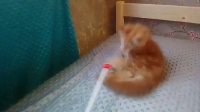 Красный мраморный мальчик котенок Мейн-кун, 2,5 месяца смотреть онлайн