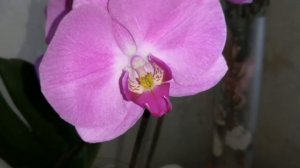 Обучающее видео 100% опыление орхидеи! /Как опылить орхидею в домашних условиях.