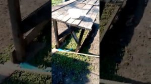 Как зарезать свинью дома