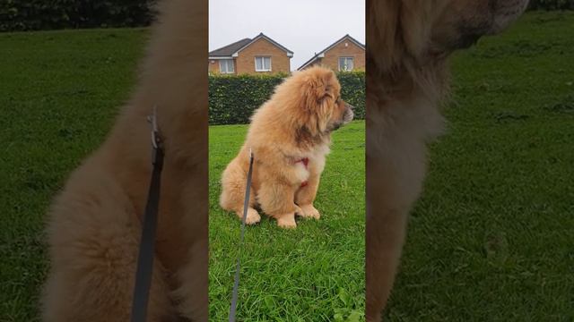 Уши живут собственной жизнью. Еars live their own lives! Щенок чау чау. Chow chow puppy смотреть онлайн