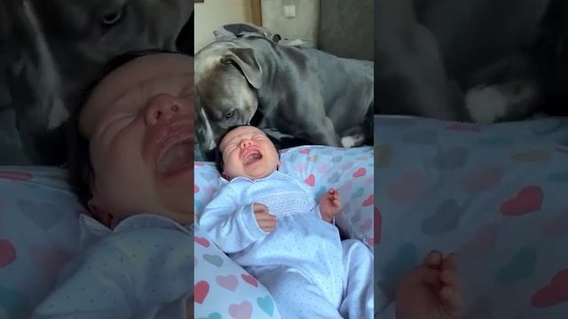 Собака друг ???человека? ? смотреть онлайн