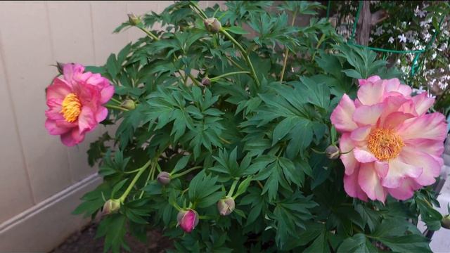 'Rose'赛美，伊藤牡丹Julia Rose / Amazing Grace Rose(When Itoh Peony Julia Rose meet Rose Amazing Grace) смотреть онлайн