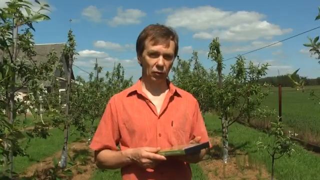 Когда и как обрезать плодовые деревья в саду весной или осенью? смотреть онлайн
