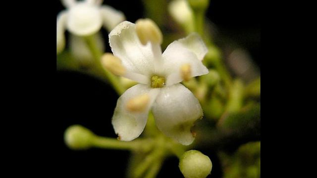 Holly - Concerto De Cura