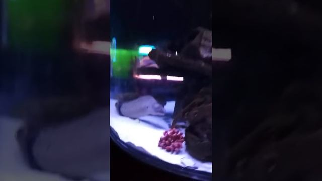 Морской угорь.Аквариум - 2019 смотреть онлайн