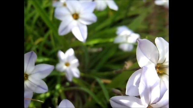 ✿ Triteleia Blooms Spring 2012 ✿ смотреть онлайн
