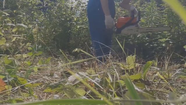 Купили участок(дачу) спиливаем остатки кустарников смотреть онлайн