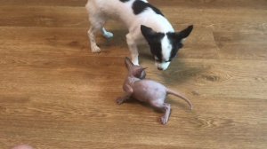 Купили котенка сфинкса. Влог о канадском сфинксе