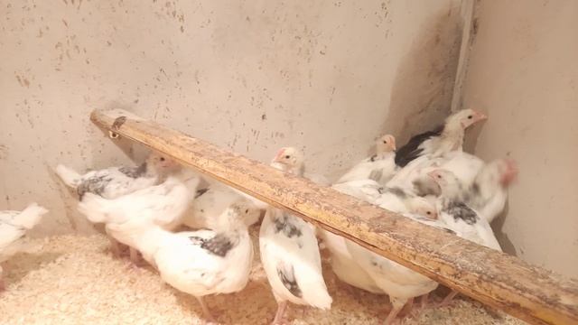 Пушкинские цыплята на моей мини ферме смотреть онлайн