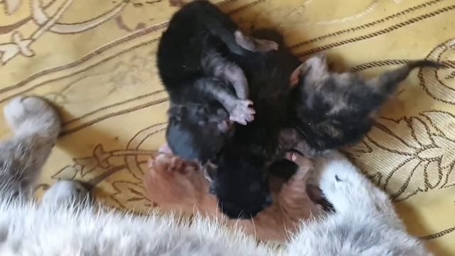РЫБА, та самая, АЛАКОЛЬСКИЙ ОКУНЬ С КОТЛЕТАМИ смотреть онлайн