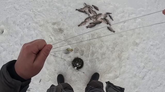 ЖЕСТЬ!!! ХАПУГИ ПОЛНЫЕ РЫБЫ,ТРЕЩАТ И НЕ ЛЕЗУТ В ЛУНКУ... СТОЛЬКО ЗА РАЗ Я ЕЩЁ НИКОГДА НЕ ДОСТАВАЛ!! смотреть онлайн