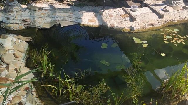 Чистая вода в пруду, нужна ли нитчатка и как с ней бороться!? смотреть онлайн