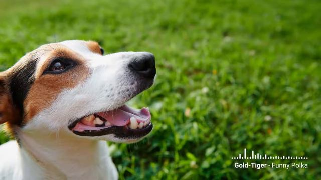 Funny Polka by Gold-Tiger смотреть онлайн