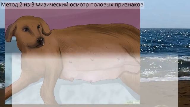 Как определить пол щенка смотреть онлайн