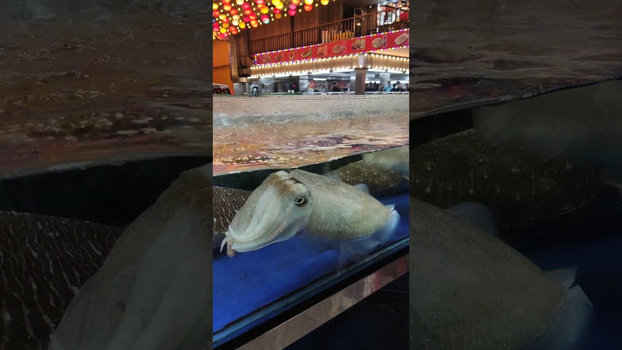 Встреча с инопланетянами: Загадочные обитатели аквариума