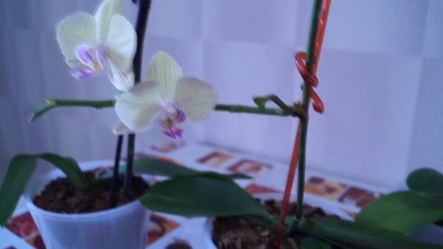 Детки Орхидей. Личный опыт от Lady Vikki. смотреть онлайн