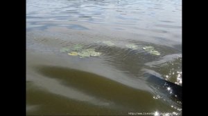 Окружающий мир 4 класс ч.1, тема урока "Жизнь в пресных водах", с.178-186, Школа России.