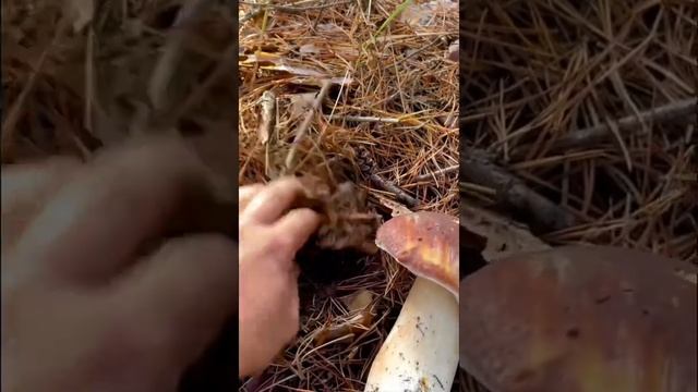 СОСНОВЫЕ БЕЛЫЕ ГРИБЫ смотреть онлайн