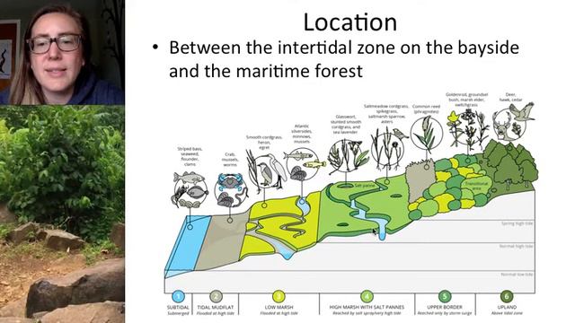 Barrier Island Lecture Part 2 - Maritime Forest & Salt Marsh смотреть онлайн