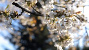 Ярослав Сумишевский - «За окошком вишня». Слова и музыка - Слава Благов.