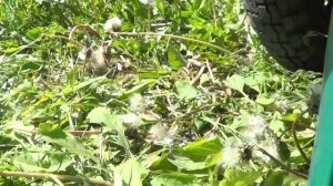 #МотоМаня подтягивает цепь, заливает масла в редуктор и кпп мотороллера муравей.