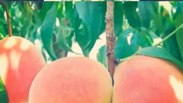 Уйгур таомлари смотреть онлайн