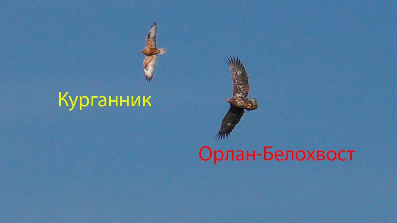Орлан-белохвост напал на Курганника / White-tailed eagle attacked Long-legged buzzard смотреть онлайн