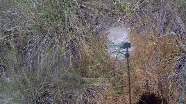 Гадюка в степи в Оренбургской области смотреть онлайн