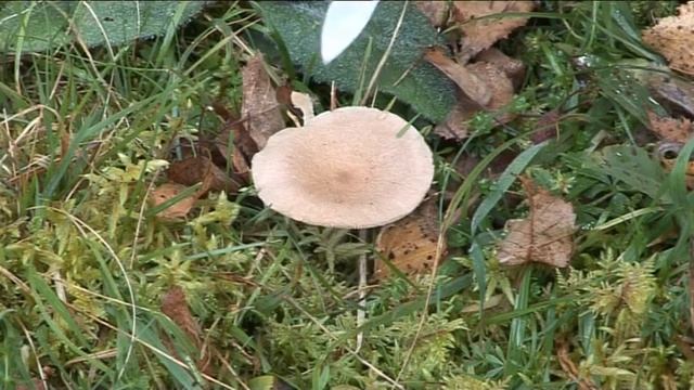 Lactarius Glyciosmus @ Conoscere i funghi 15.10.2014 смотреть онлайн