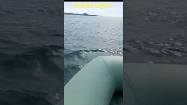 Касатки на Охотском море смотреть онлайн