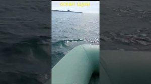 Касатки на Охотском море